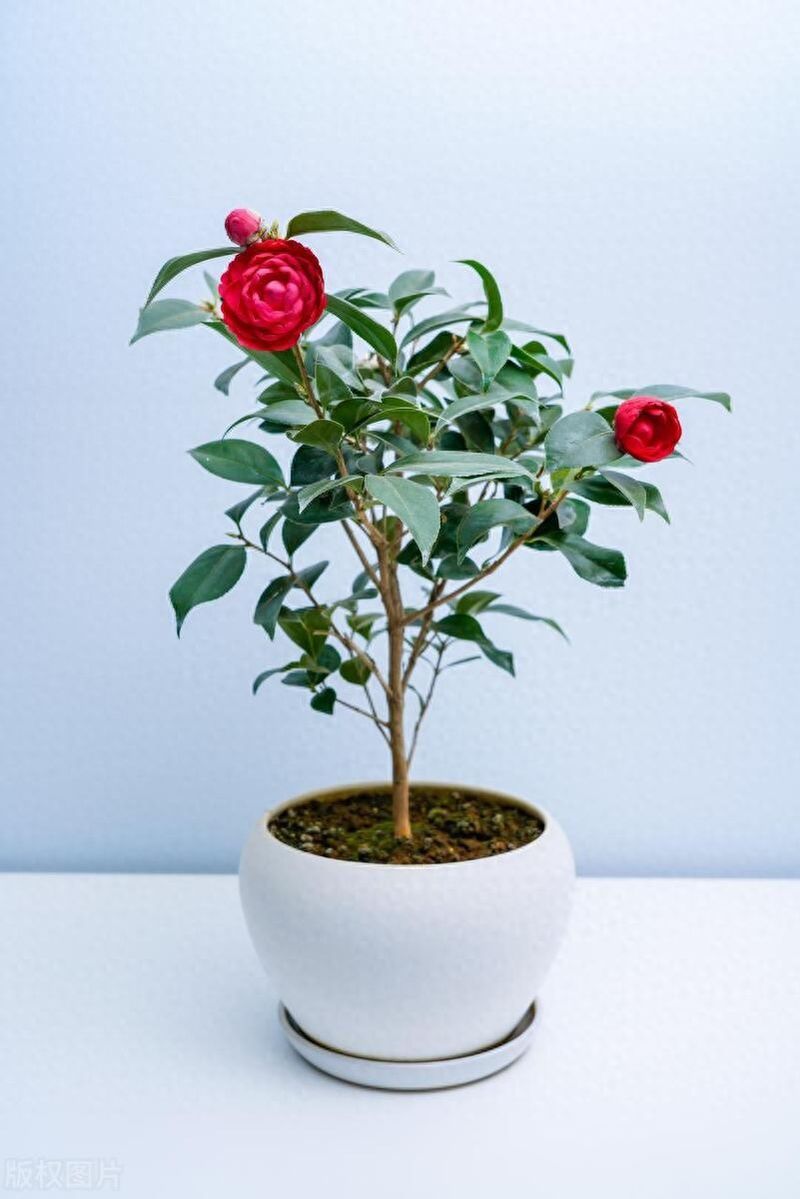 山茶茶油树种植技术