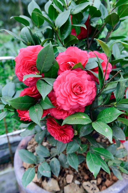 山茶茶油树种植技术