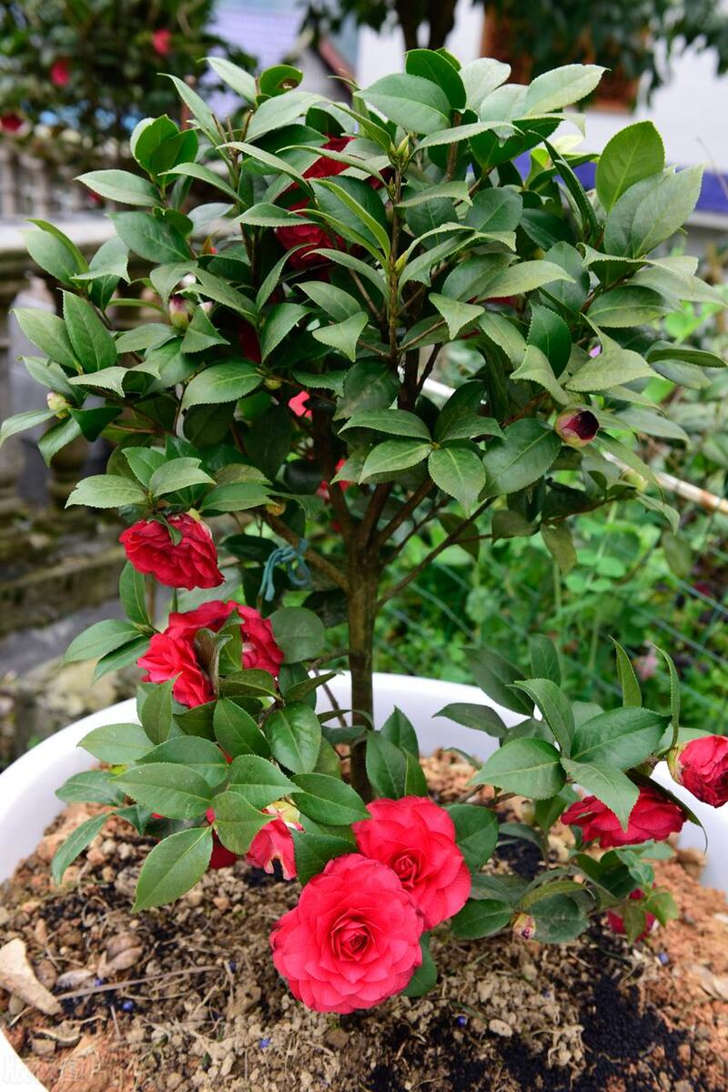 山茶茶油树种植技术