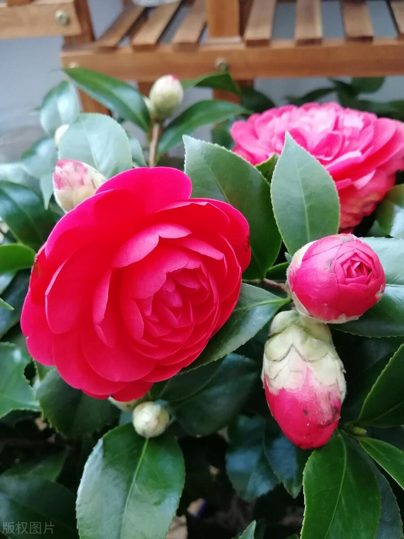 山茶茶油树种植技术