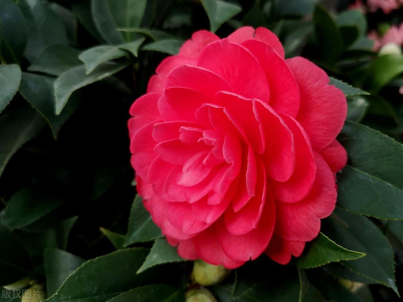 山茶茶油树种植技术