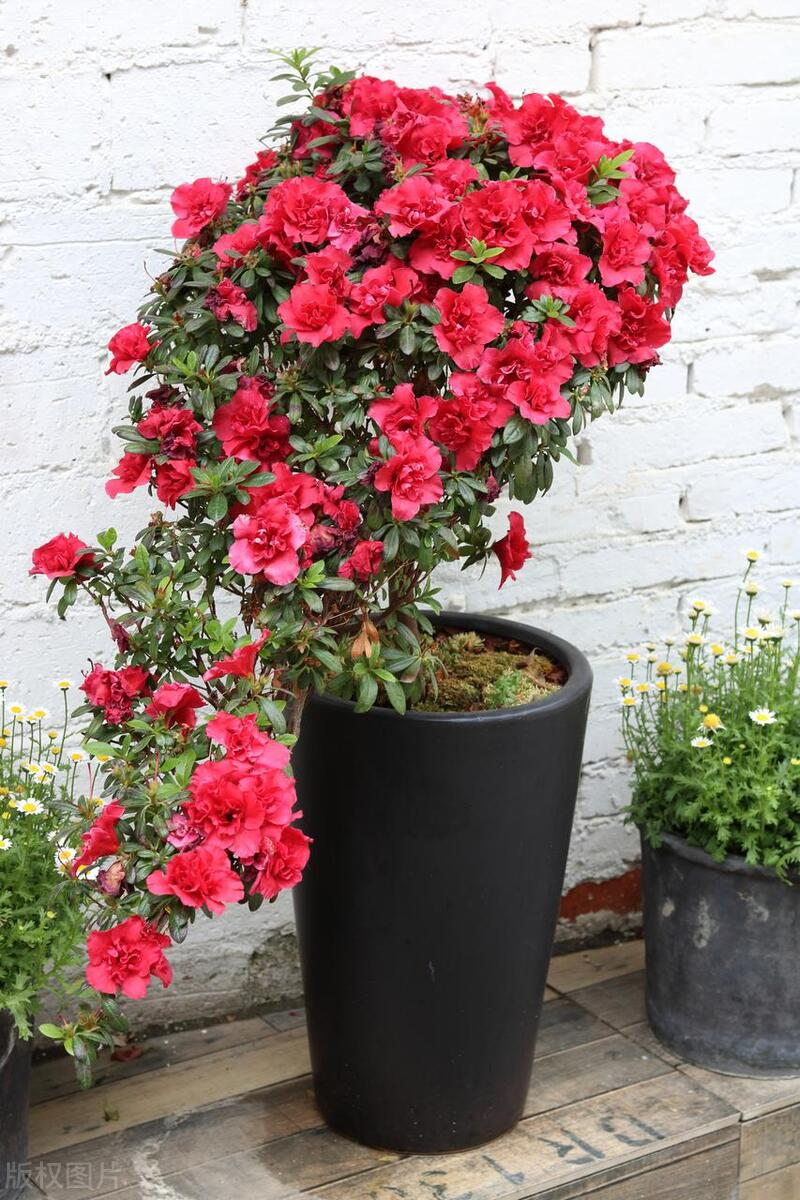 山茶茶油树种植技术