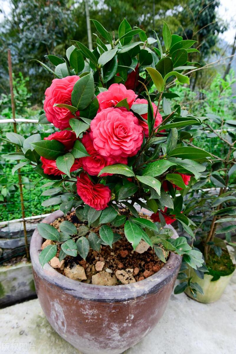 山茶茶油树种植技术