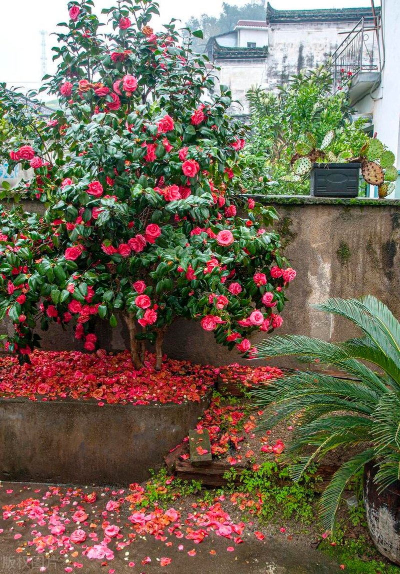 山茶茶油树种植技术