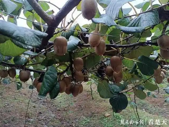 The way the monkeys grow