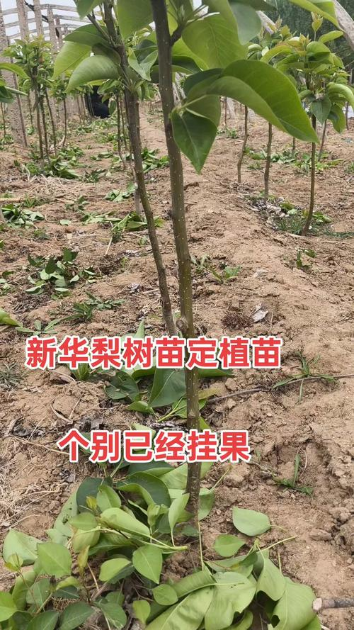 Pear planting techniques and management