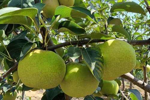 Pear planting techniques and management