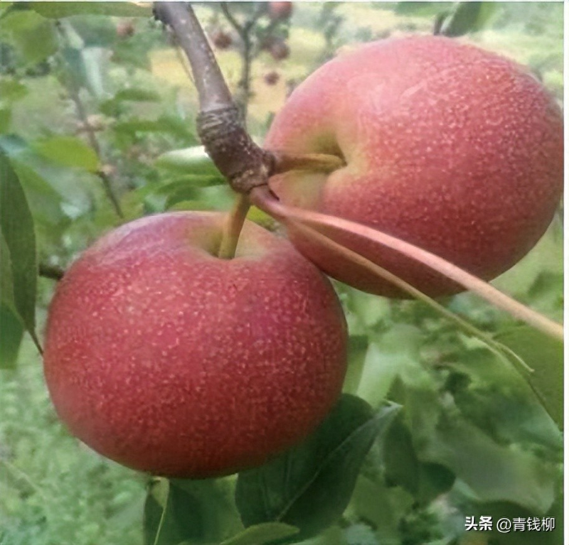 Pear planting techniques and management