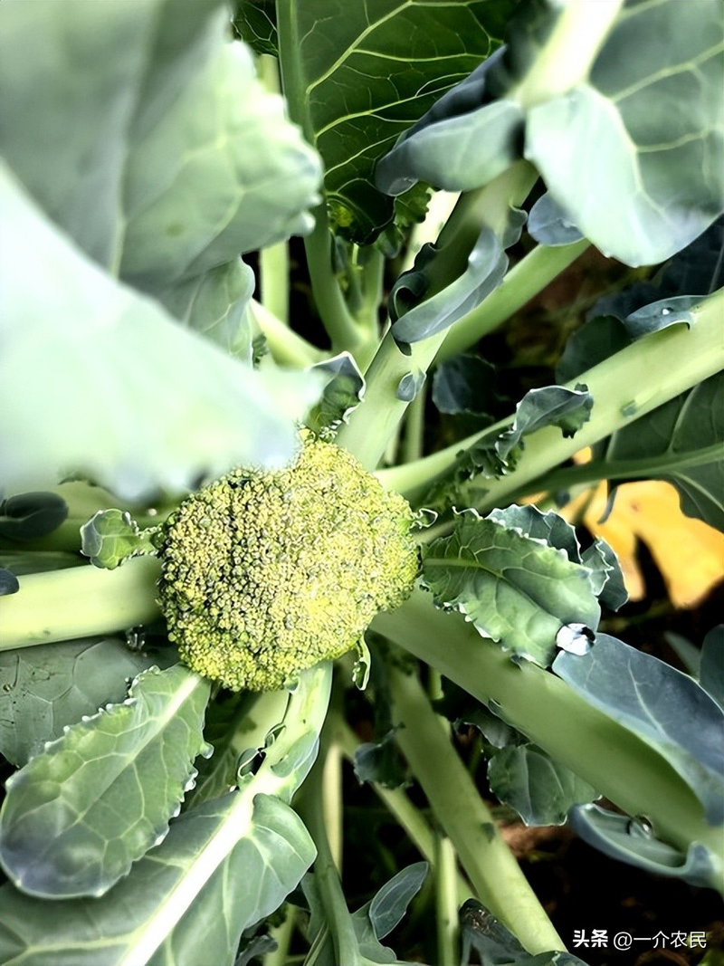 春季西兰花种植技术