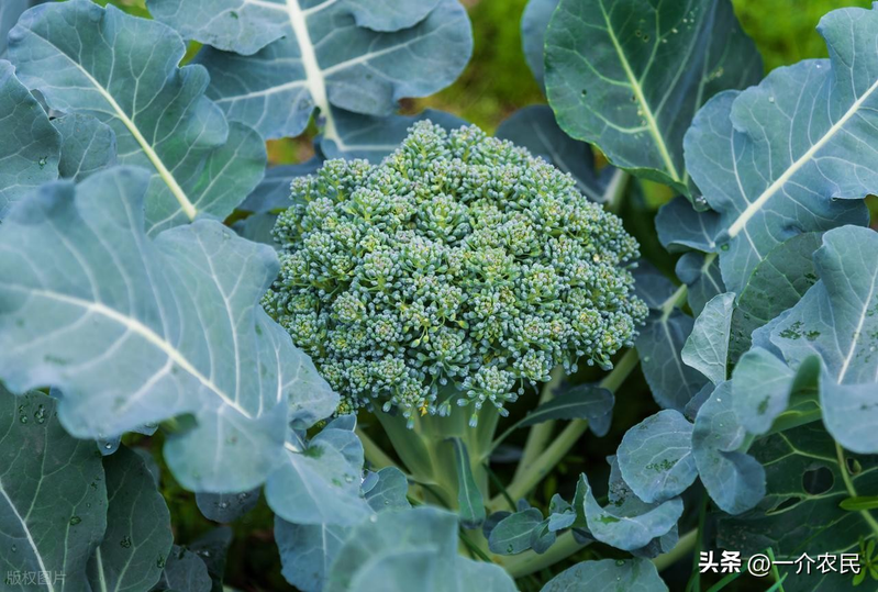 春季西兰花种植技术