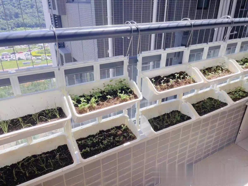 The way the balcony onions grow