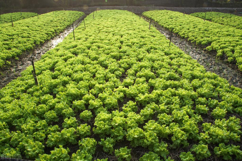 芥菜的种植方法