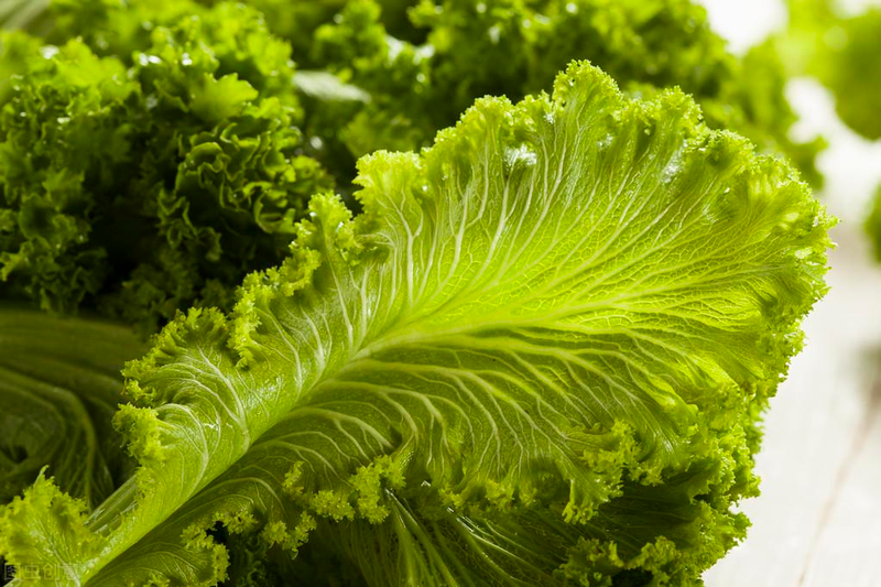 芥菜的种植方法