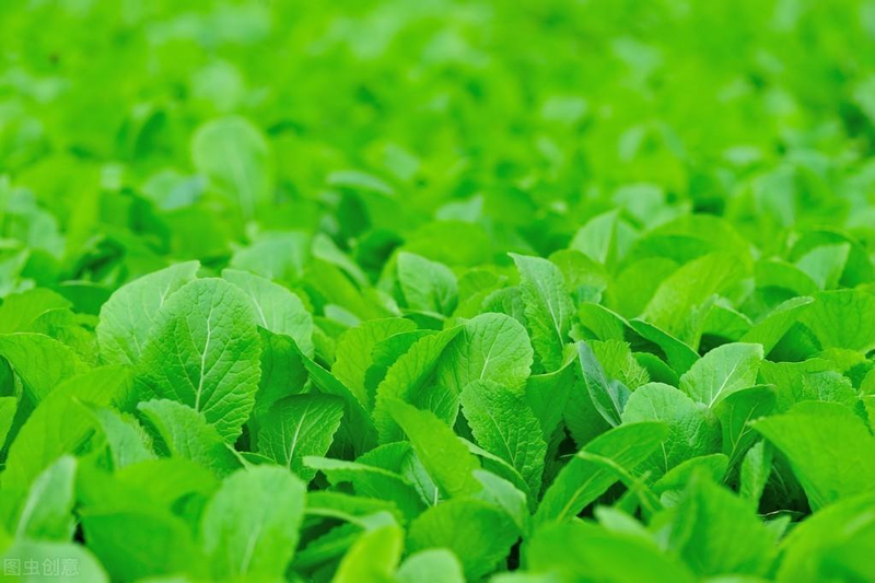 芥菜的种植方法