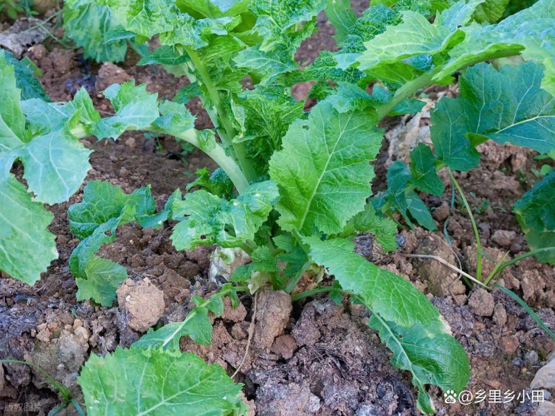 芥菜的种植方法