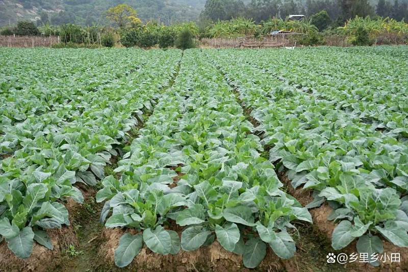 芥菜的种植方法