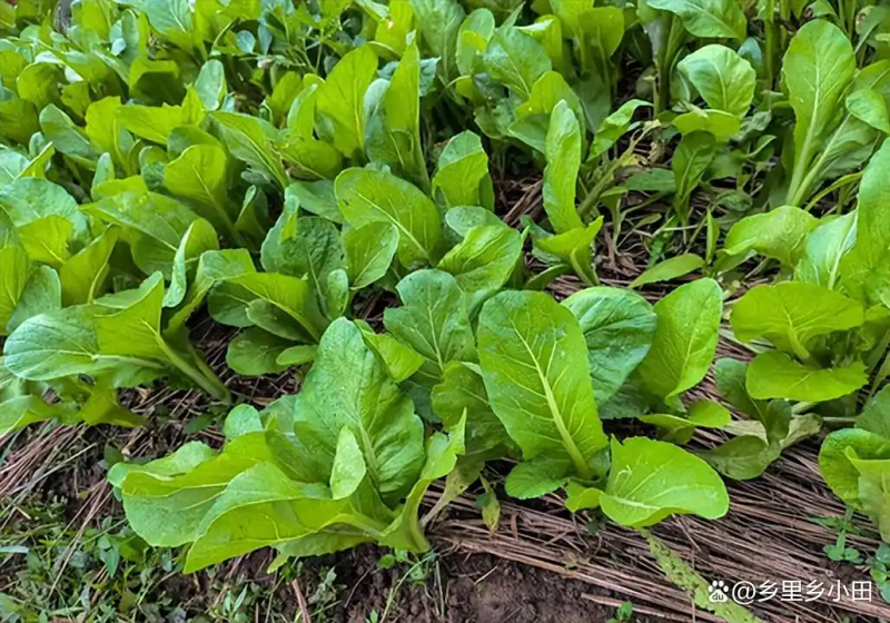 芥菜的种植方法