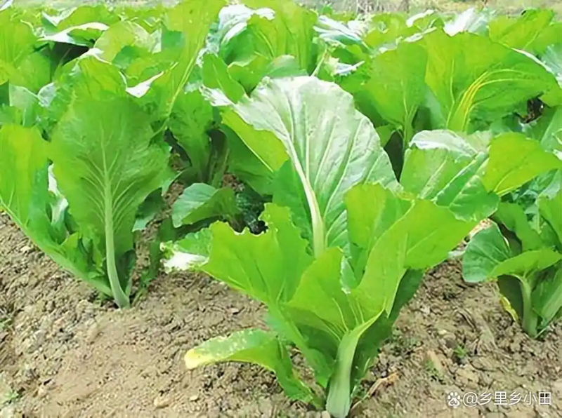 芥菜的种植方法