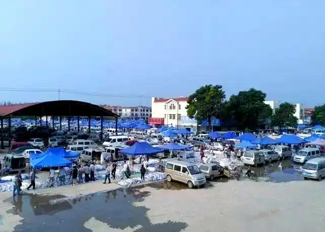 目前最新皮毛行情