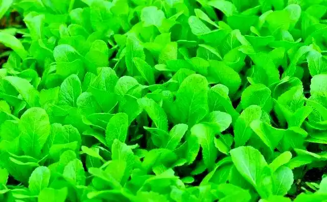 芥菜种植与贮藏全攻略