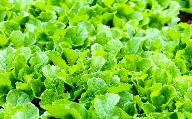 芥菜的种植方法