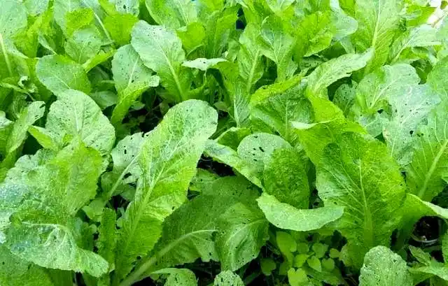 芥菜的种植方法