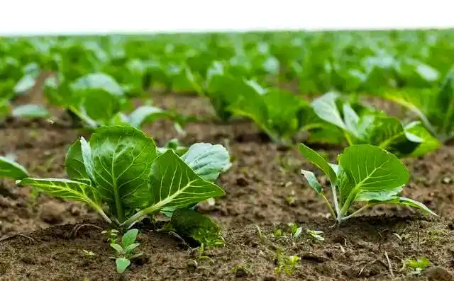 芥菜的种植方法