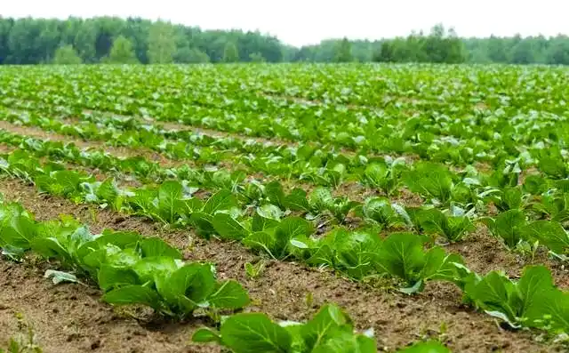 芥菜的种植方法