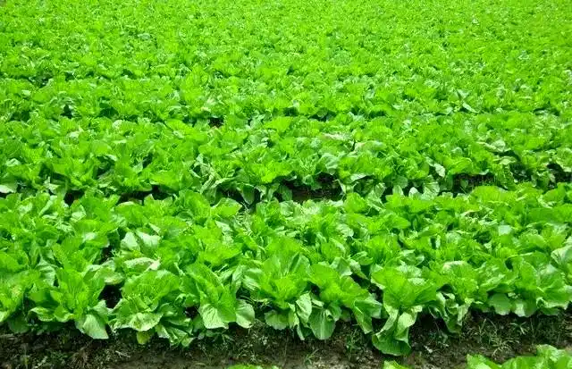 芥菜的种植方法