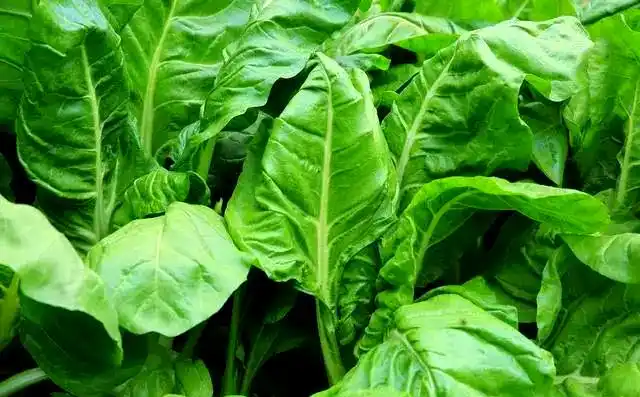 芥菜的种植方法