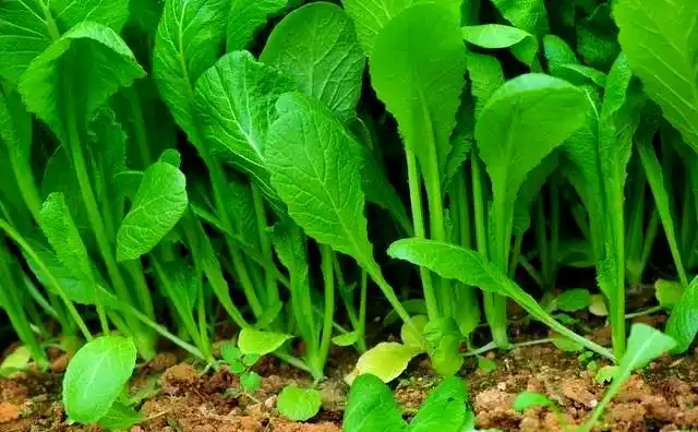 芥菜的种植方法