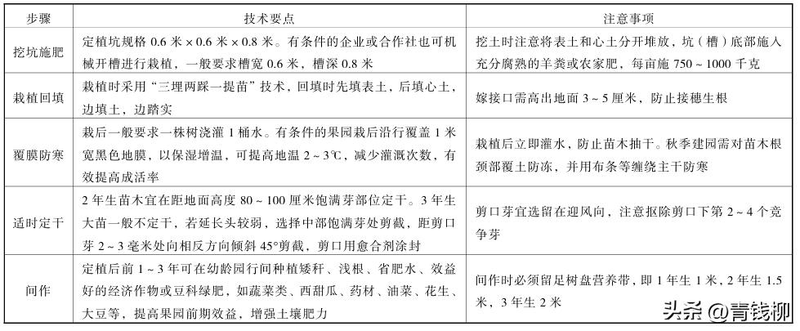 梨树种植技术与管理