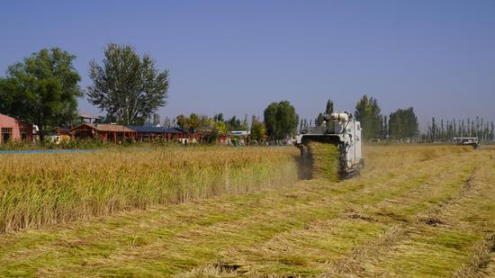 Rice corn soybean cultivation techniques