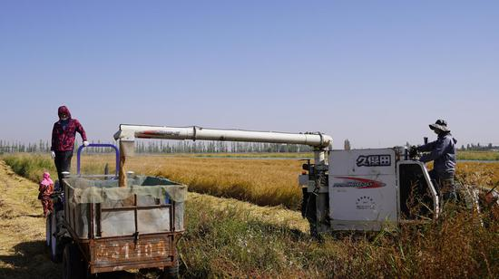 Rice corn soybean cultivation techniques