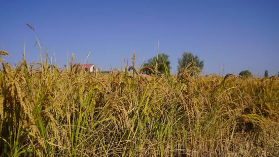 Rice corn soybean cultivation techniques