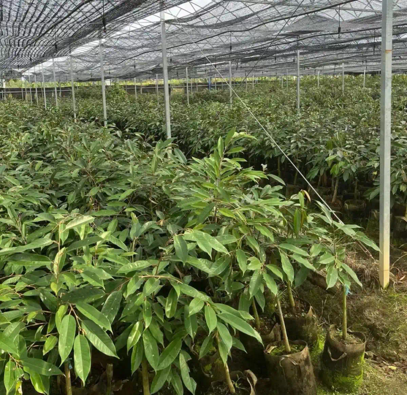 水果帮苗木种植