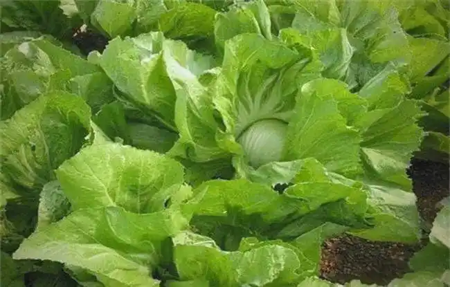 芥菜的种植方法