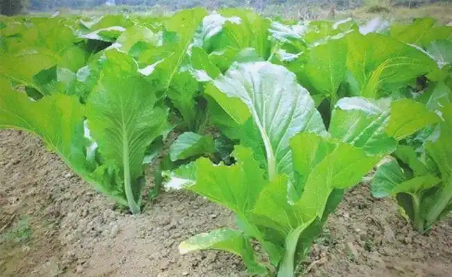 芥菜的种植方法