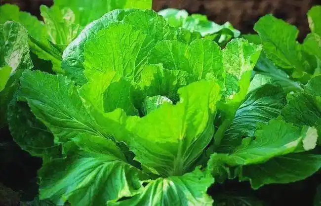 芥菜的种植方法