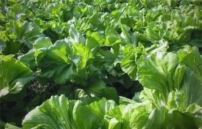 芥菜的种植方法