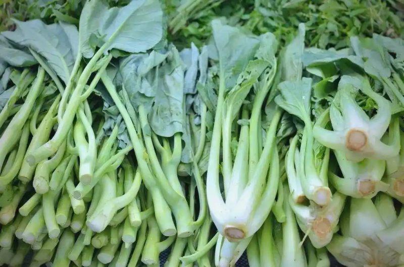 芥菜的种植方法