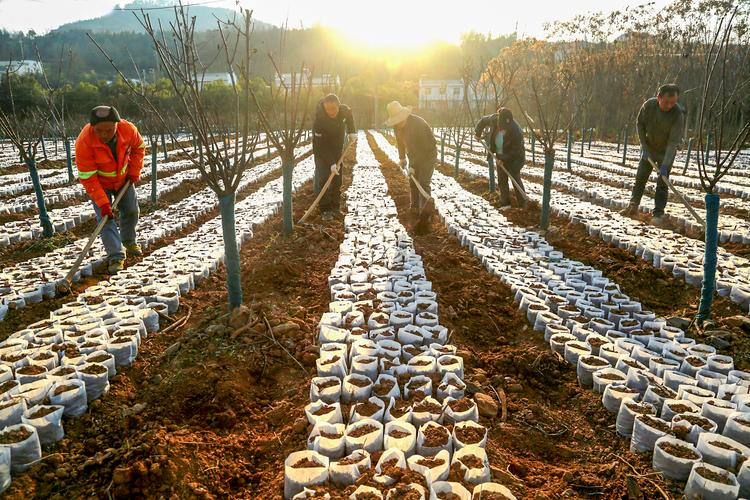 水果帮苗木种植