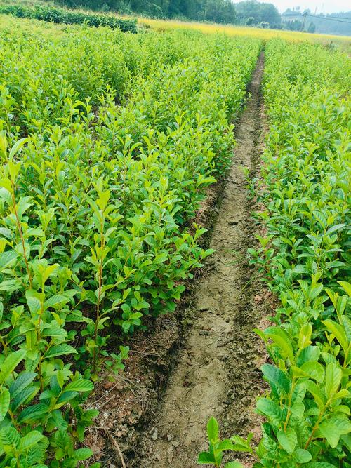 水果帮苗木种植