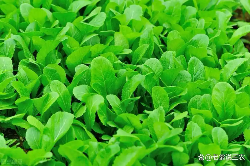 芥菜的种植方法