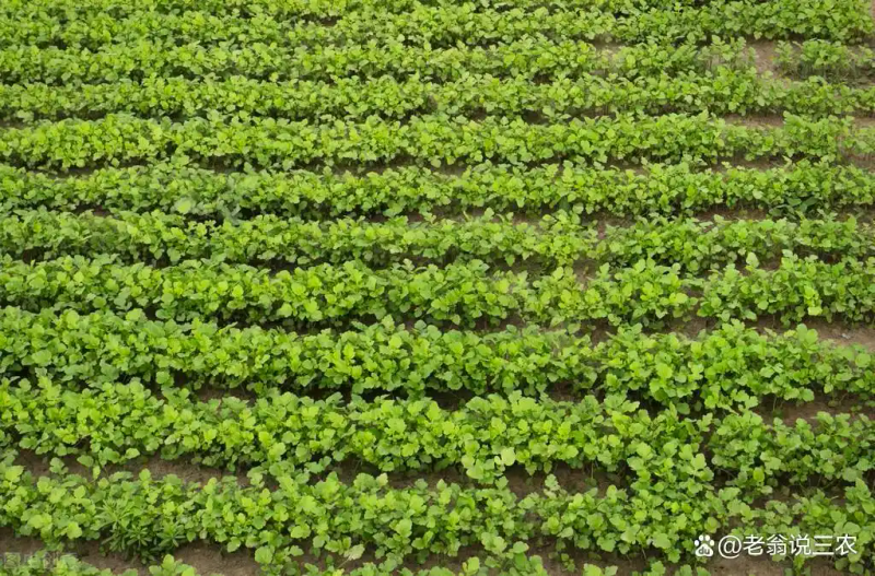 芥菜的种植方法