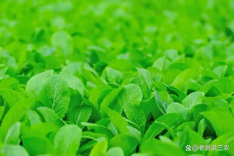 芥菜的种植方法