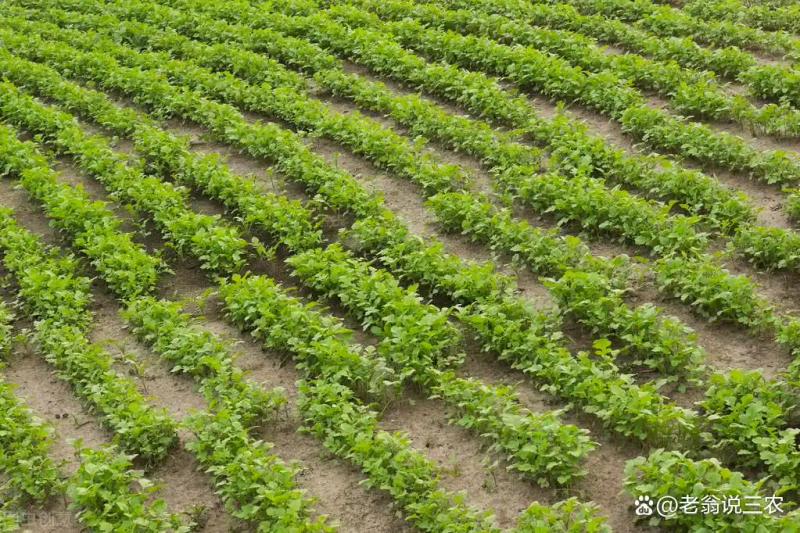 芥菜的种植方法