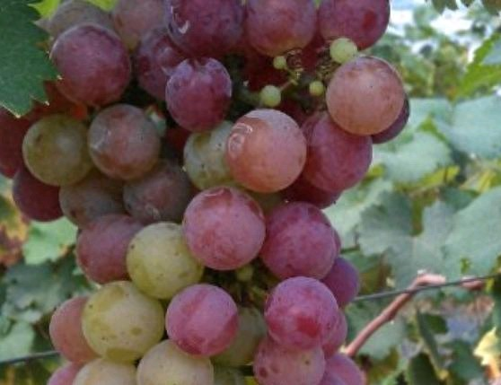 Equinox 5 cultivation methods