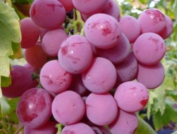 Equinox 5 cultivation methods