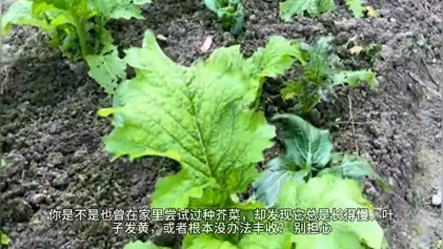 芥菜的种植方法